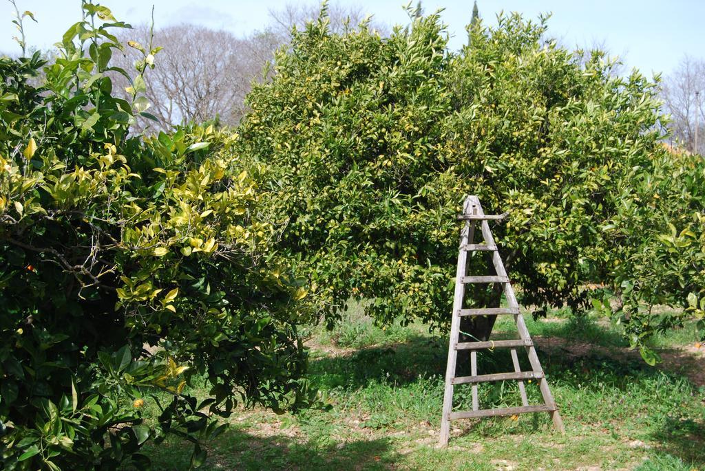 Son Vivot Casa di campagna